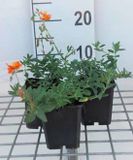 GRDplanten Groendecor Tuinarchitectuur 6x Zonneroosje - Helianthemum hybr. 'Bronzeteppich' | 9x9 cm pot