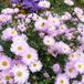 Arborix Aster 6 x Novi Belgii 'Fellowship' - Herfstaster pot 9x9cm, rijkbloeiend en attractief voor vlinders