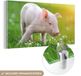MuchoWow® Glasschilderij 120x60 cm - Acrylglas Schilderij - Biggetje - Varken - Foto op glas