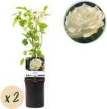 Plantenboetiek.nl Klimroos - Rosa White Climber - Bloem Wit - 2 planten