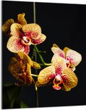 TMK ArtDeko Snijplank van gehard glas - Orchidea - 40x52 cm - UV-print