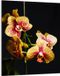 TMK ArtDeko Snijplank van gehard glas - Orchidea - 40x52 cm - UV-print
