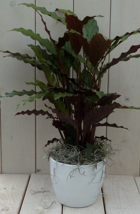 Warentuin natuurlijk Calathea rood blad witte pot 40 cm