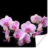 PosterMonkey Poster Orchidee - Bloemen - Roze - Flora - 75x75 cm
