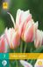 JUB - Tulipa Quebec, 5 bloembollen
