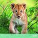 Aquarupella Baby Dieren Kalender 2027 Wandkalender