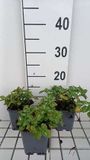 GRDplanten Groendecor Tuinarchitectuur 6x Dovenetel - Lamium mac. 'Album' ('niveum') | 9x9 cm pot