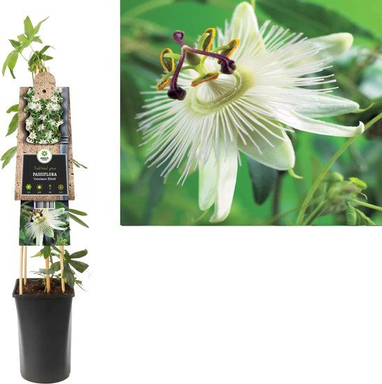 Klimplant Passiflora Constance Elliott - Witte Passiebloem - 75 cm