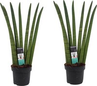 Duo Sansevieria Cylindrica ↨ 60cm - 2 stuks - hoge kwaliteit planten