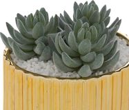 Atmosphera Louis Kunstplant - Zwart - H14 cm - Dia 13,5 cm - Vetplant