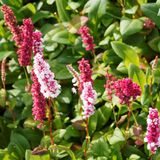 Arborix Bol 6x Persicaria affinis 'Kabouter' Pot 9x9cm - Bodembedekkende plant voor tuinen