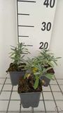 GRDplanten Groendecor Tuinarchitectuur 6x Struiksalie - Salvia lavandulifolia | 9x9 cm pot