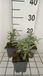 GRDplanten Groendecor Tuinarchitectuur 6x Struiksalie - Salvia lavandulifolia | 9x9 cm pot
