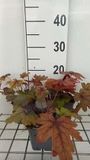 GRDplanten Groendecor Tuinarchitectuur 6x Schuimklokje - Heucherella hybr. 'Sweet Tea' | 9x9 cm pot