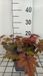 Groendecor Tuinarchitectuur Heucherella hybr. 'Sweet Tea' | 9x9 cm pot