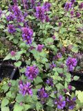 GRDplanten Groendecor Tuinarchitectuur 6x Dropplant - Agastache 'Blue Boa' | 9x9 cm pot