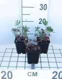 GRDplanten Lupine 6x Lupinus hybr. 'Gallery Pink' - Roze - Zon