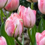 Green boutiQ - 96x Tulipa Double Pink - Dubbele roze tulp