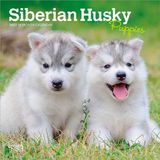 Siberian Browntrout Siberian Husky Puppies 2027 7 X 14 Inch (Hanging) Monthly Mini Wall Calendar