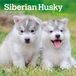 Siberian Browntrout Siberian Husky Puppies 2027 7 X 14 Inch (Hanging) Monthly Mini Wall Calendar