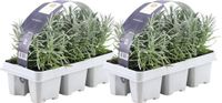 Plants by Frank - 12 Lavendelplanten - Vaste planten - Tuinplanten - 12 x Ø7 cm - 15 cm - Lavendelplant winterhard - planten