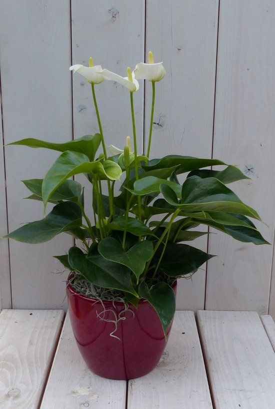 Warentuin natuurlijk Flamingoplant Anthurium wit in rode pot 40 cm