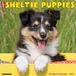 Willow Creek Press Sheltie Puppies 2027 12 X 12 Wall Calendar