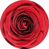 Bellatio Decorations Bierviltjes onderzetters rode roos/rozen 20x stuks - Valentijn of bloemen thema