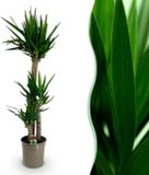 Green boutiQ Yucca elephantipes Kamerplant - Weinig onderhoud - Groen - Pot 24cm - Hoogte 140cm