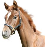 Kerbl Veulenhalster Leder Zwart Pony
