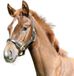 Kerbl Veulenhalster Leder Zwart Pony