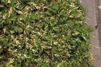 GRDplanten Groendecor Tuinarchitectuur 6x Mourasspirea - Filipendula ulm. 'Variegata' | 9x9 cm pot