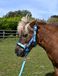 Rhinegold Eenhoorn halster en touw set - pony - turquoise
