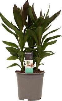 Cordyline Glauca ↨ 60cm - hoge kwaliteit planten