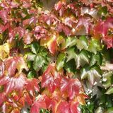Parthenocissus Tricuspidata 'Veitch Boskoop' - Vigne vierkante 50-60 cm pot