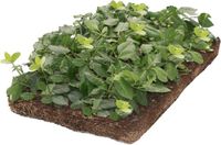 Covergreen Euonymus Kardinaalsmuts 30 cm Rood Half-schaduw Struik