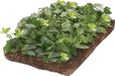 Covergreen Euonymus Kardinaalsmuts 30 cm Rood Half-schaduw Struik