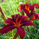 Arborix Hemerocallis 6 x Hemerocallis 'Crimson Pirate' - Daglelie pot 9x9cm