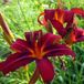 Arborix Hemerocallis 6 x Hemerocallis 'Crimson Pirate' - Daglelie pot 9x9cm