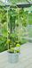 Nature Bâton de bambou courbé naturel H150cm dia. 14-16mm set de 3 pièces