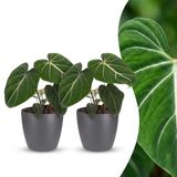Green boutiQ Philodendron Gloriosum - 2 Planten - Pot 12cm - 25cm Hoogte