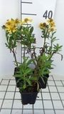 Groendecor Tuinarchitectuur 6x Hélénie - Helenium hybr. 'Sahin's Early Flowerer' | pot 9x9 cm