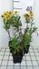 Groendecor Tuinarchitectuur 6x Hélénie - Helenium hybr. 'Sahin's Early Flowerer' | pot 9x9 cm