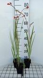 GRDplanten Groendecor Tuinarchitectuur 6x Montbretia - Crocosmia 'Fire King' | 9x9 cm pot