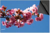 Dietrix Inductie Beschermer 76x51.5cm - Bloemen en Planten - Bloesem in boom
