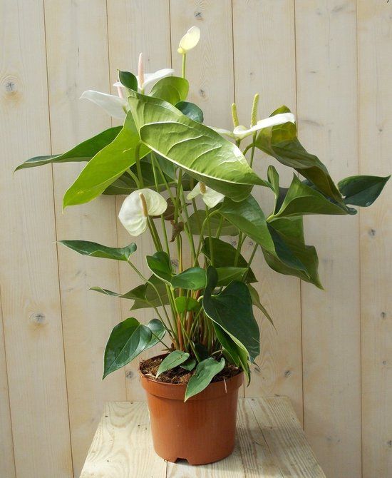 Warentuin natuurlijk Flamingoplant Anthurium wit 60 cm