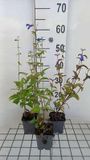 GRDplanten Struiksalie 6x Salvia patens 'Royal Blue' | 9x9 cm pot