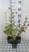 GRDplanten Struiksalie 6x Salvia patens 'Royal Blue' | 9x9 cm pot