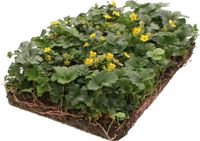 Covergreen Plantenmat Vasteplanten Waldsteinia Goudaardbei
