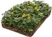 Covergreen Plantenmat Vasteplanten Waldsteinia Goudaardbei
